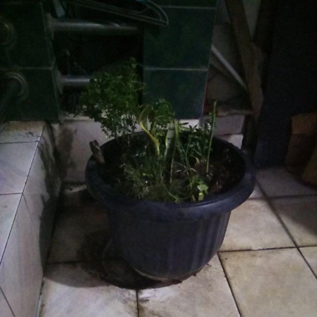 Tanaman Hias Krokot Putih - Kerokot Variegata