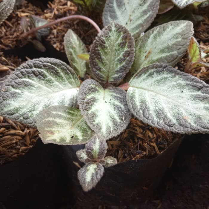 tanaman pot gantung bludru episcia hitam - bludru episcia
