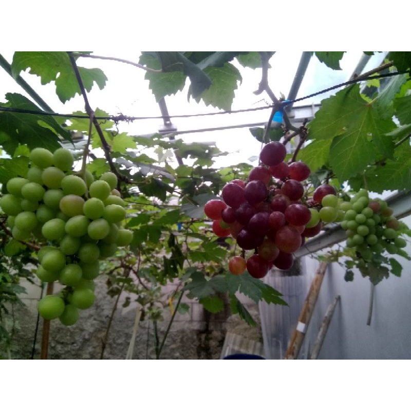 CUTTING ANGGUR IMPORT MANIS JUPITER RED GLOBE  SANSEKERTA NINEL EVEREST