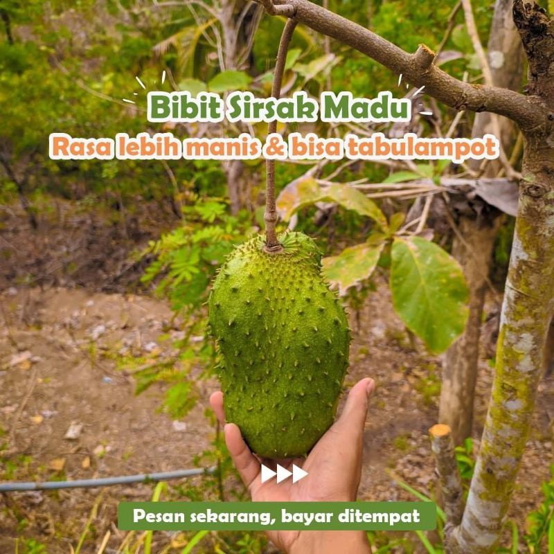 Bibit Sirsak Madu Super Manis