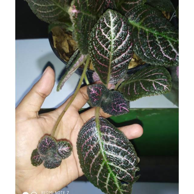 episcia ungu bunga merah free pot