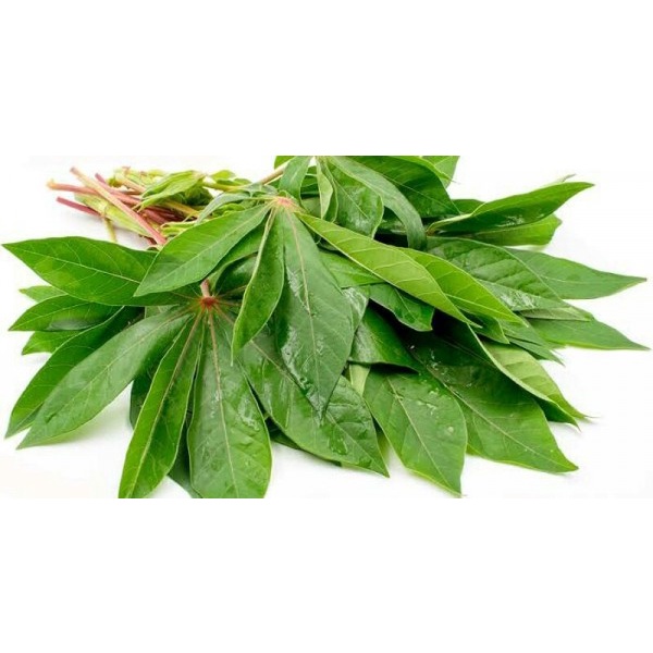 DAUN SINGKONG