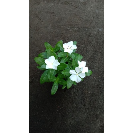 Pohon Vinca Putih