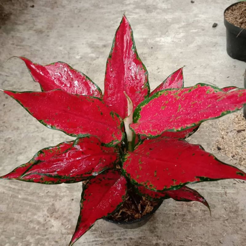 Tanaman Aglonema red anjamani - Aglonema red anjamani