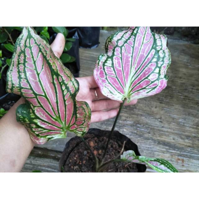 Tanaman Hias Keladi Wayang Caladium Bicolor Shopee Indonesia