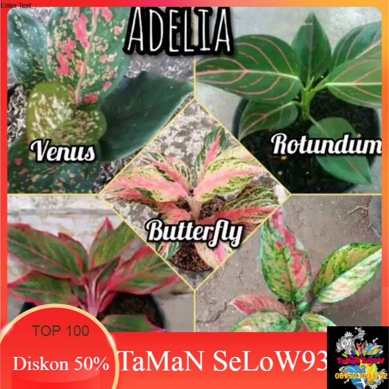 paket 5 aglonema venus-rotundum tiger-butterfly-lipstik-heng-heng