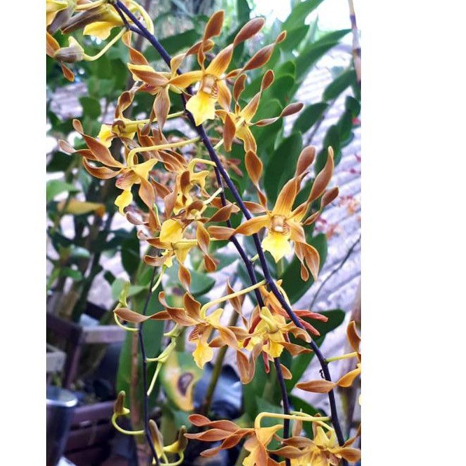 dendrobium trilamellatum sp papua