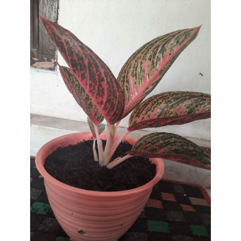 red legacy/legacy merah semi mangkok