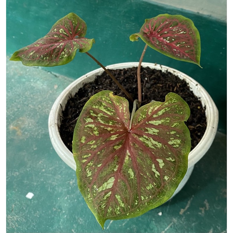 Tanaman caladium lance whorton