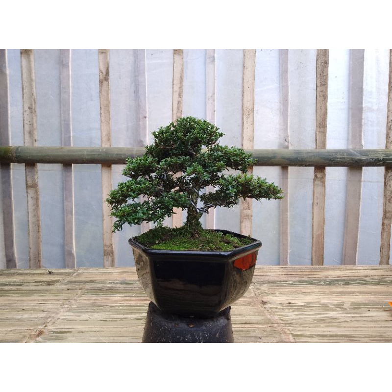 bonsai serbin mikro mame sudah pake pot