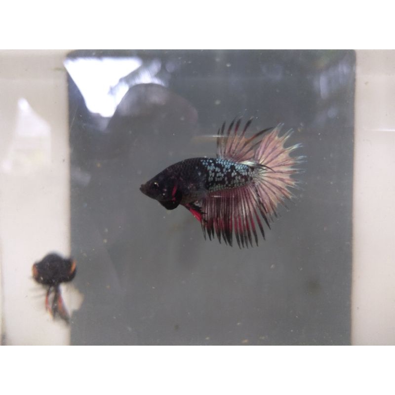 ikan cupang avatar crowntail coper(dapat bonus ikan dan daun ketapang olahan)