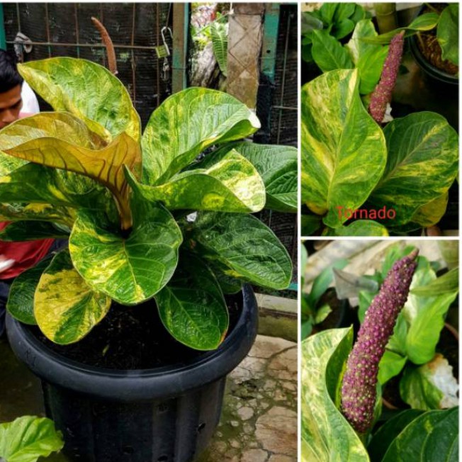 Biji jemani mangkok tornado varigata