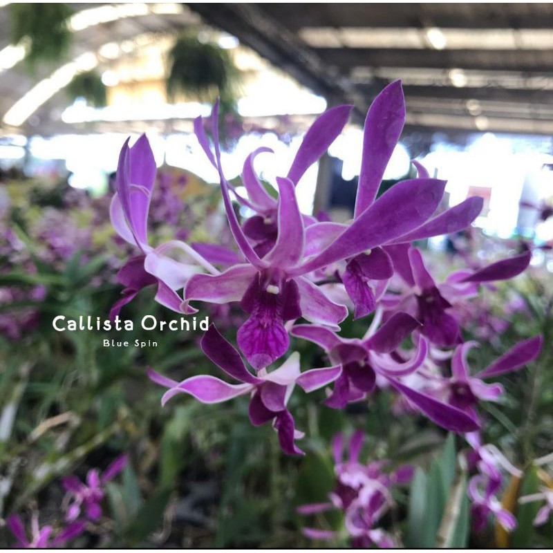 Anggrek Dendrobium Blue Spin