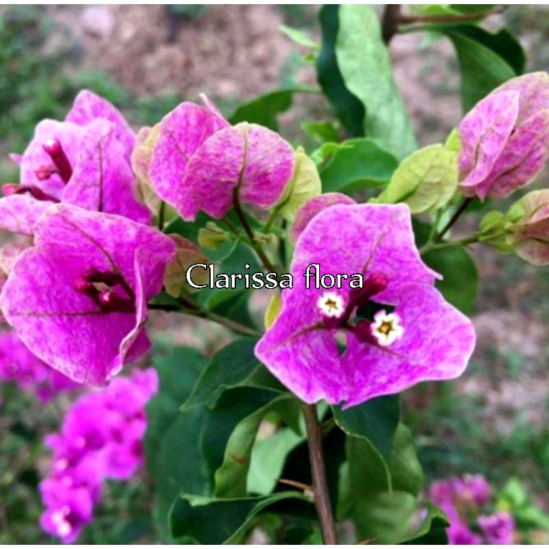 TEADY BOUGENVILLE SAKURA UNGU BUNGA KERTAS