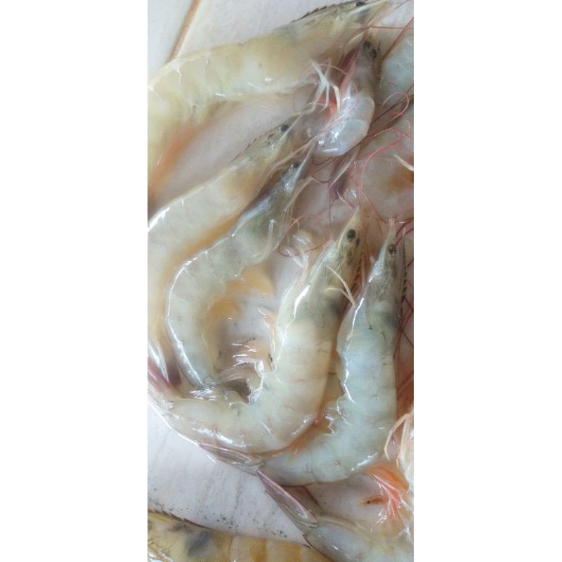 

UDANG VANAME SEGAR