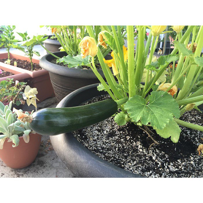 Benih-Bibit Zucchini Black Beauty (Haira Seed)