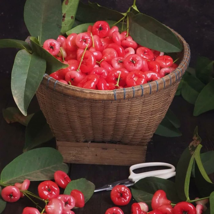 BIBIT JAMBU KANCING BIBIT TANAMAN BUAH JAMBU AIR KANCING MERAH