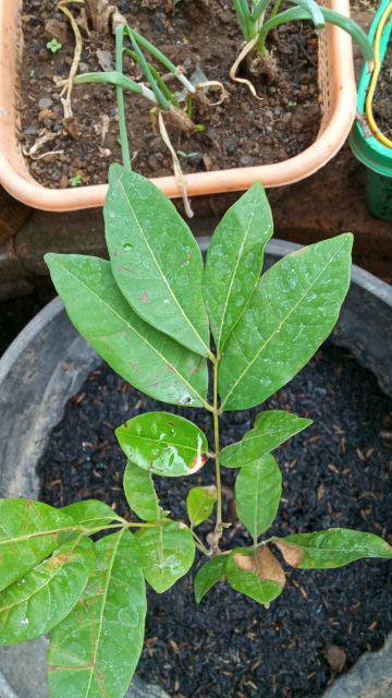 Diskon Bibit Tanaman Buah Apel Ana Manalagi Malang - Harga Petani