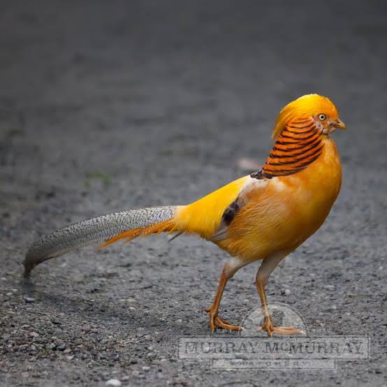 

TELUR AYAM HIAS RINGNECK PHEASANT JENIS YELLOW FERTIL ASLI UNTUK TERNAK