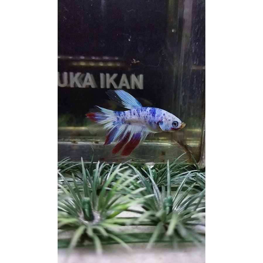 CUPANG HALFMOON/HM CANDY MULTICOLOR 100%REALPICT (88HMM3)