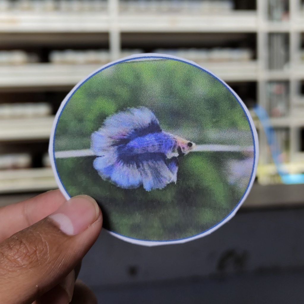 

STIKER DAN POSTER HALFMOON DUOBLETAIL GRIZZLE 8K