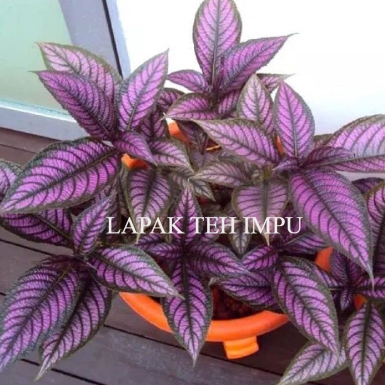 ( BISA COD ) Bunga Hias Hidup Samber Lilin / Tanaman Hias Persian Shield / Hiasan Taman Samber Lilin