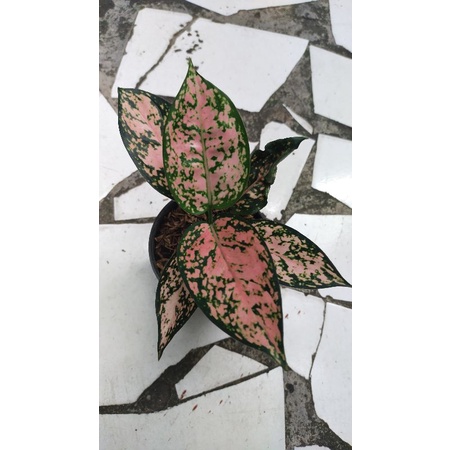 Aglaonema murah Ruby star pink