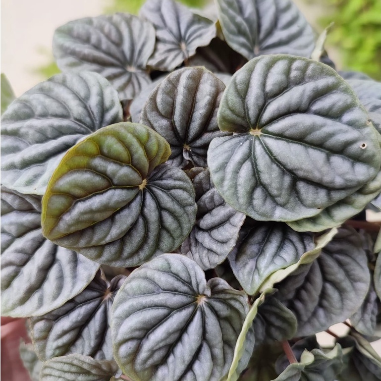 Tanaman Peperomia Keriput Silver Bunga Peperomia Kerut Silver