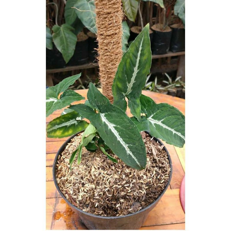 syngonium wendlandii / syngonium / promo