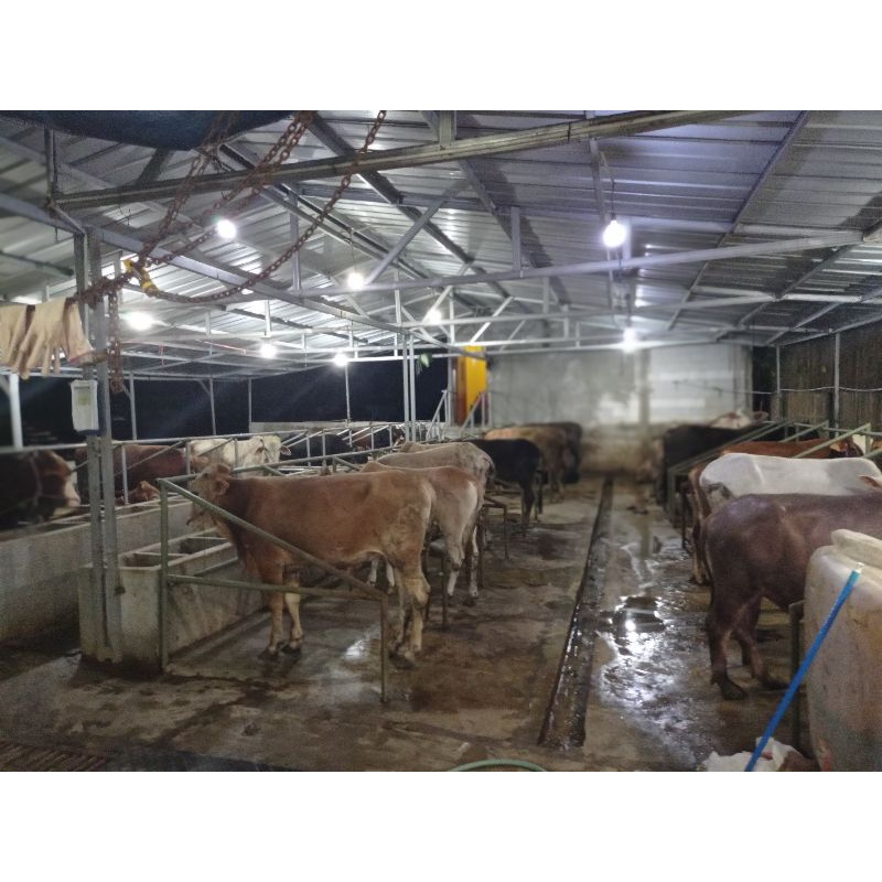 hewan qurban sapi dan kambing jakarta