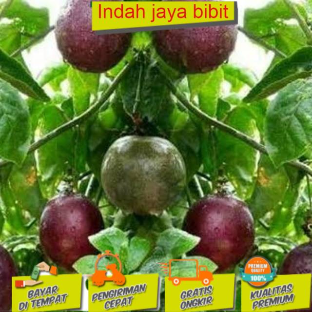 

Bibig markisa manis dan unggul (BISACOD)