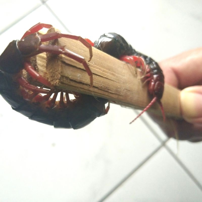 kelabang sedang besar 10,11 cm