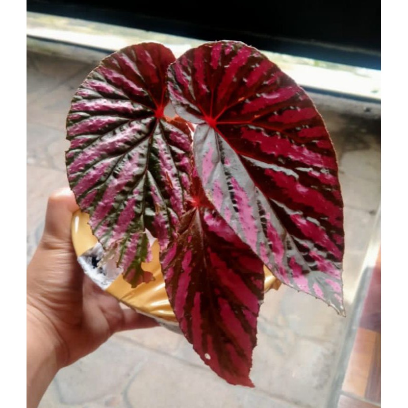 Begonia Rex Walet