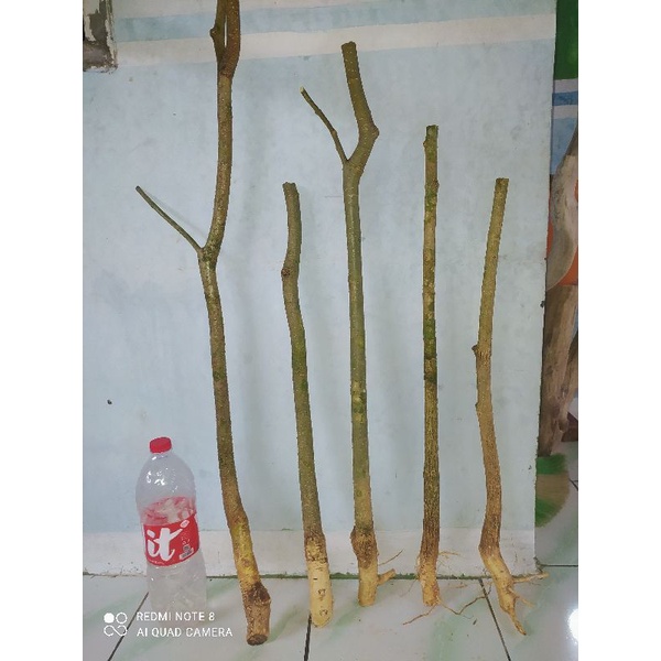 Bahan bonsai mentaos okulasi medium paket isi 3