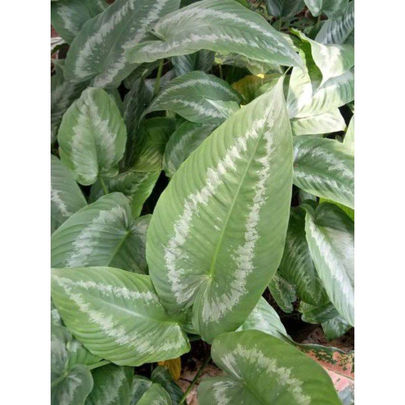 Tanaman hias homalomena silver / homalomena silver / homalonema