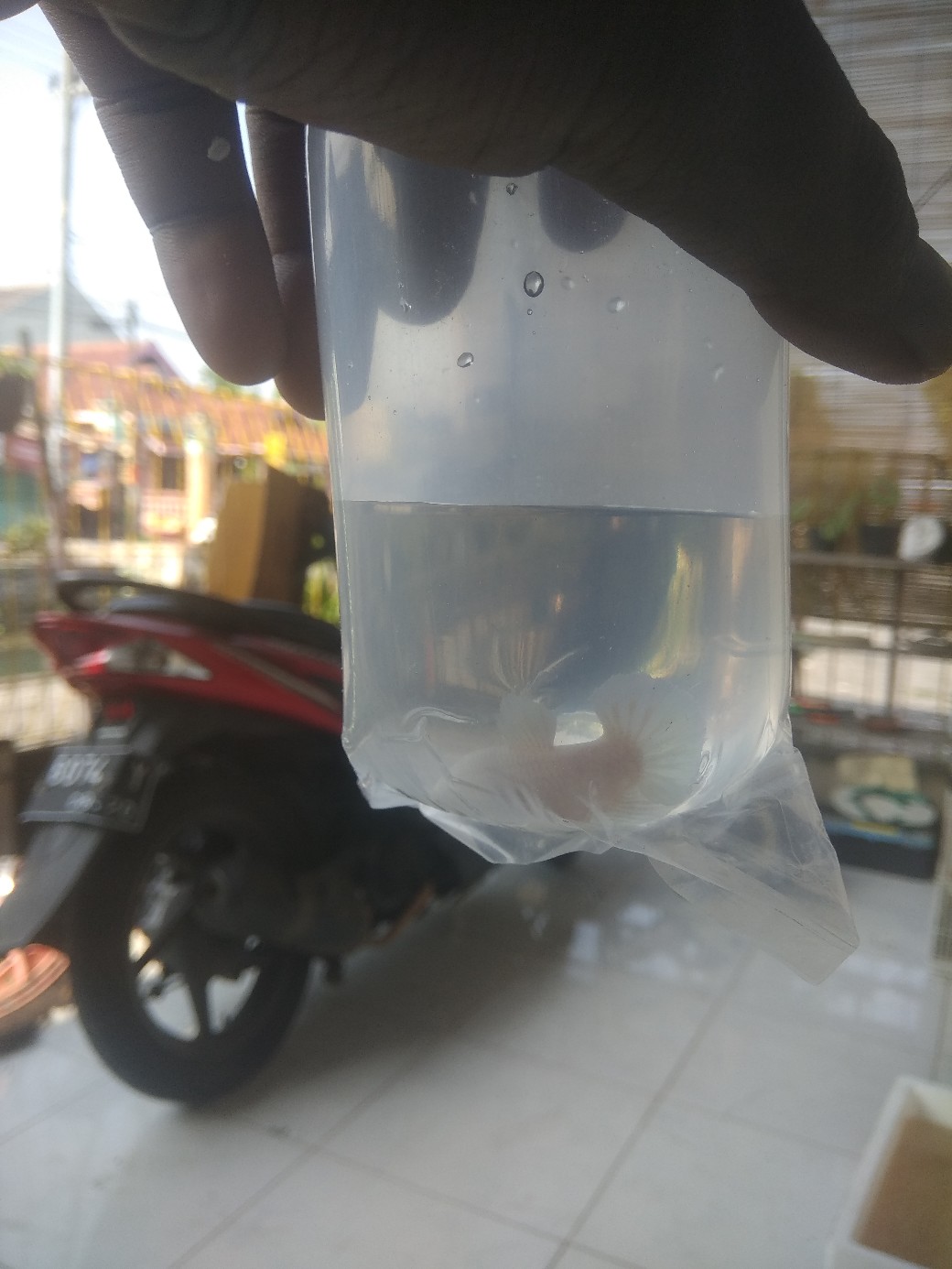 Packing Tambahan Ekstra