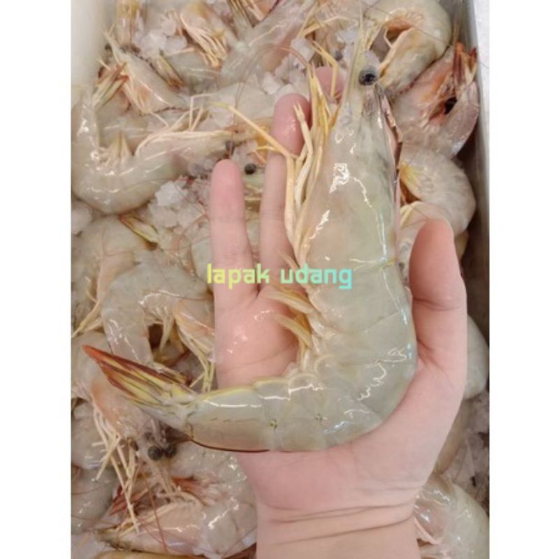 

Udang Jerebung Segar Fresh Bergaransi 30/35 ekor
