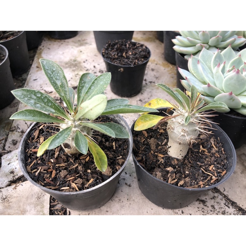 pachypodium saundersii