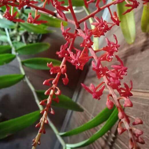 Anggrek vanda Renanthera elongata
