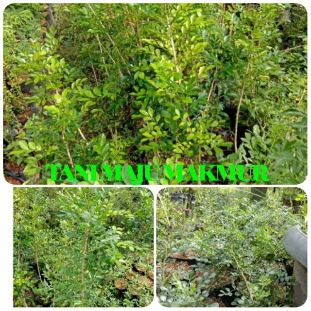 Bahan bonsai kemuning
