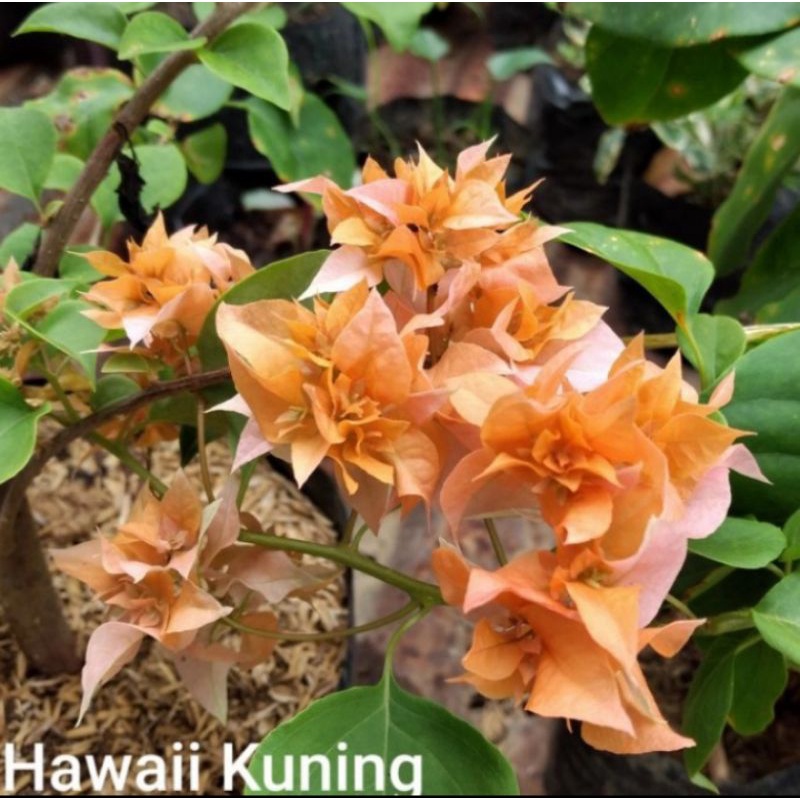 tanaman hias bunga Bougenville hawai kuning / pohon Bougenvile
