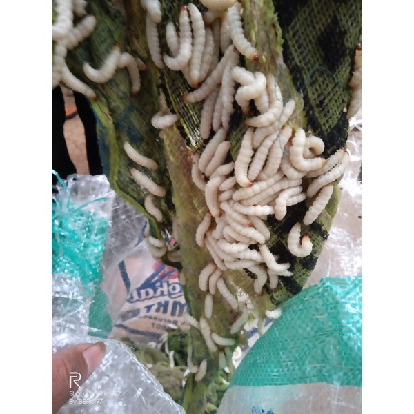 ulat bambu cangkilung umpan pancing paling gacor per 50 ekor