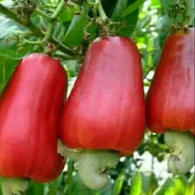 Bibit jambu mente jambu monyet