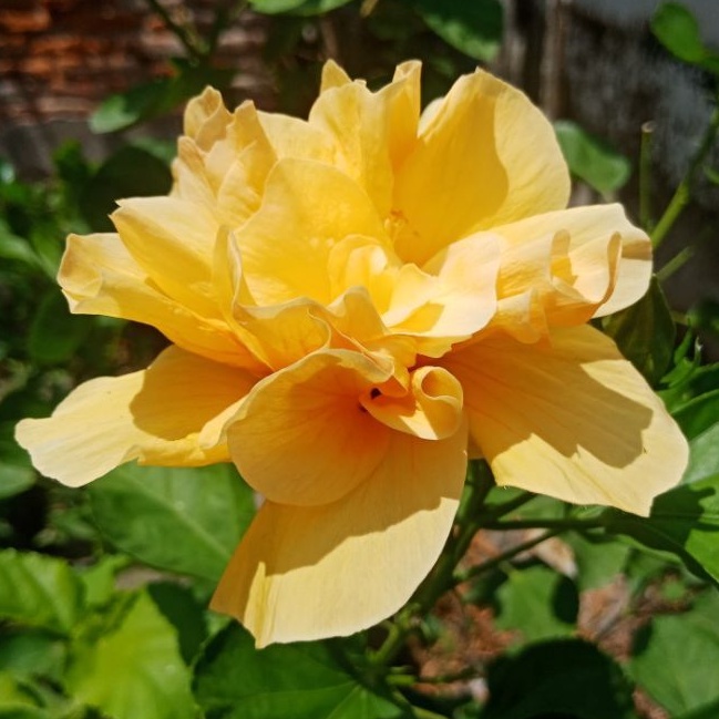 bibit bunga hibiscus kembang sepatu bangkok import warna kuning tumpuk - tanaman hias