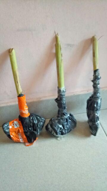 Bibit Kapulaga India