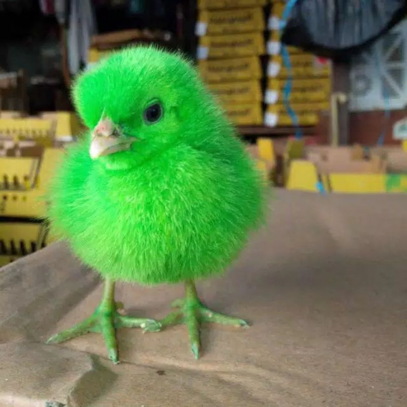 Anak Ayam Warna Warni Lincah Shopee Indonesia
