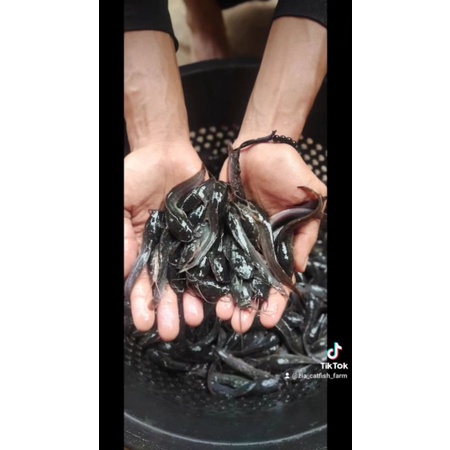 Bibit lele sangkuriang 7/8