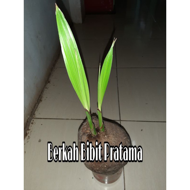 KELAPA KEMBAR 2 TUNAS BAHAN BONSAI TERMURAH