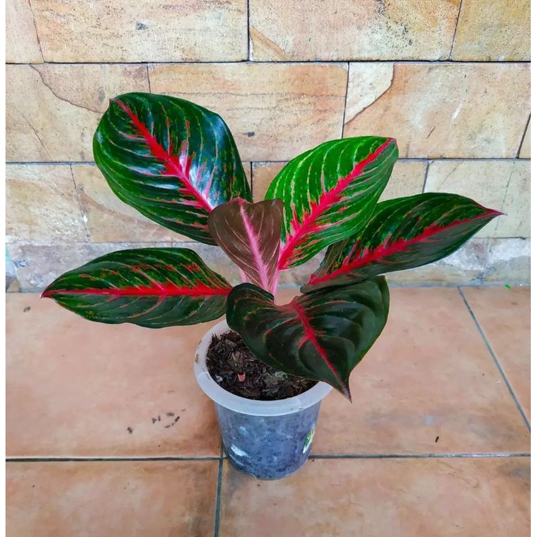 aglonema red borju dewasa daun 6-7-8++