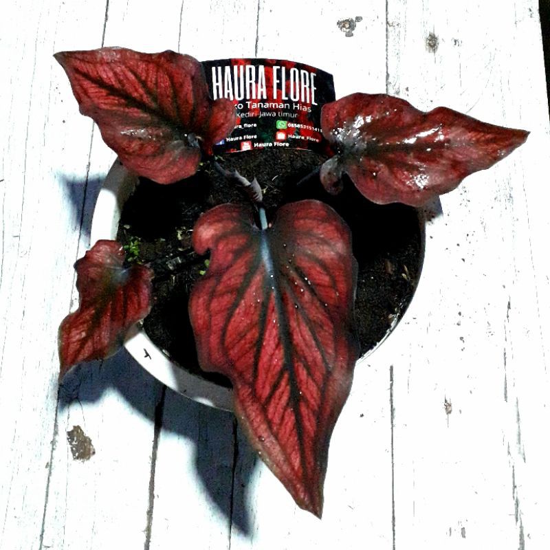 caladium red stone dewasa